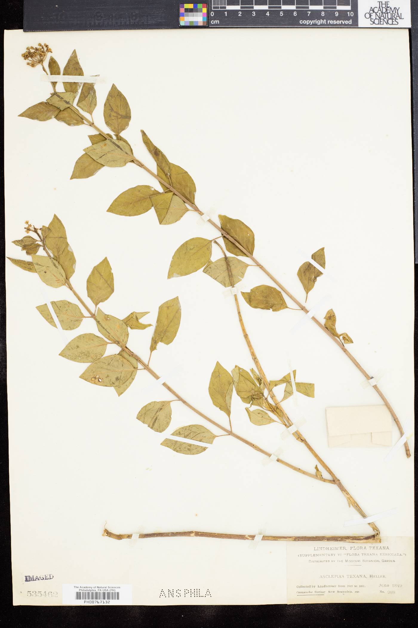 Asclepias texana image