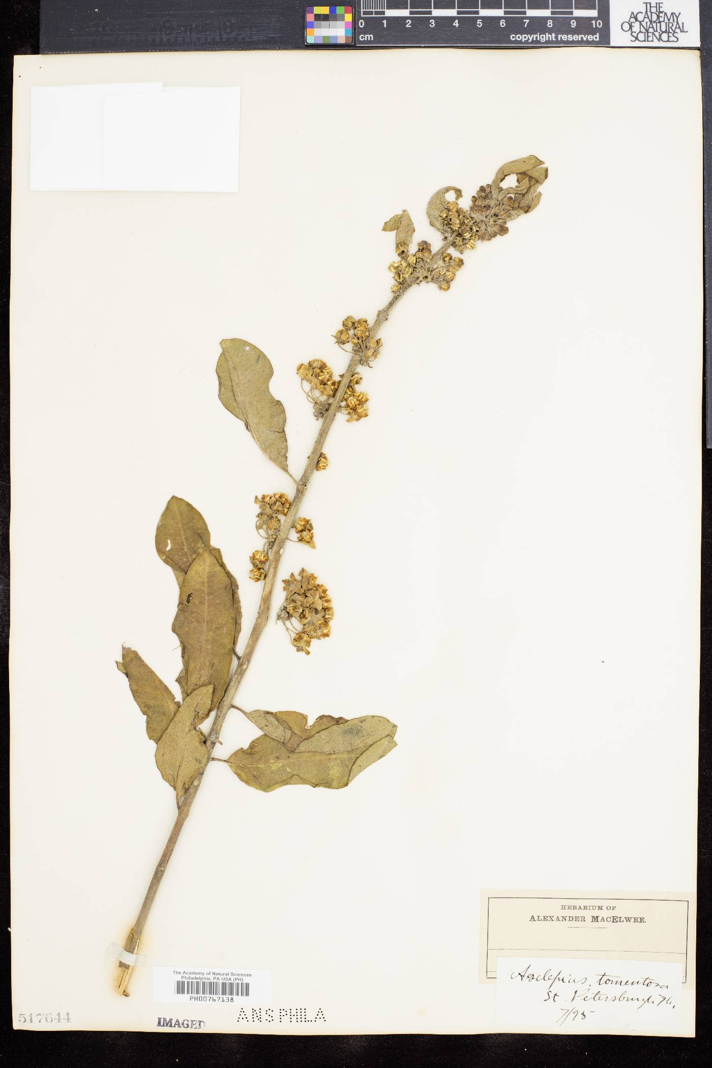 Asclepias tomentosa image