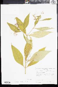Asclepias variegata image