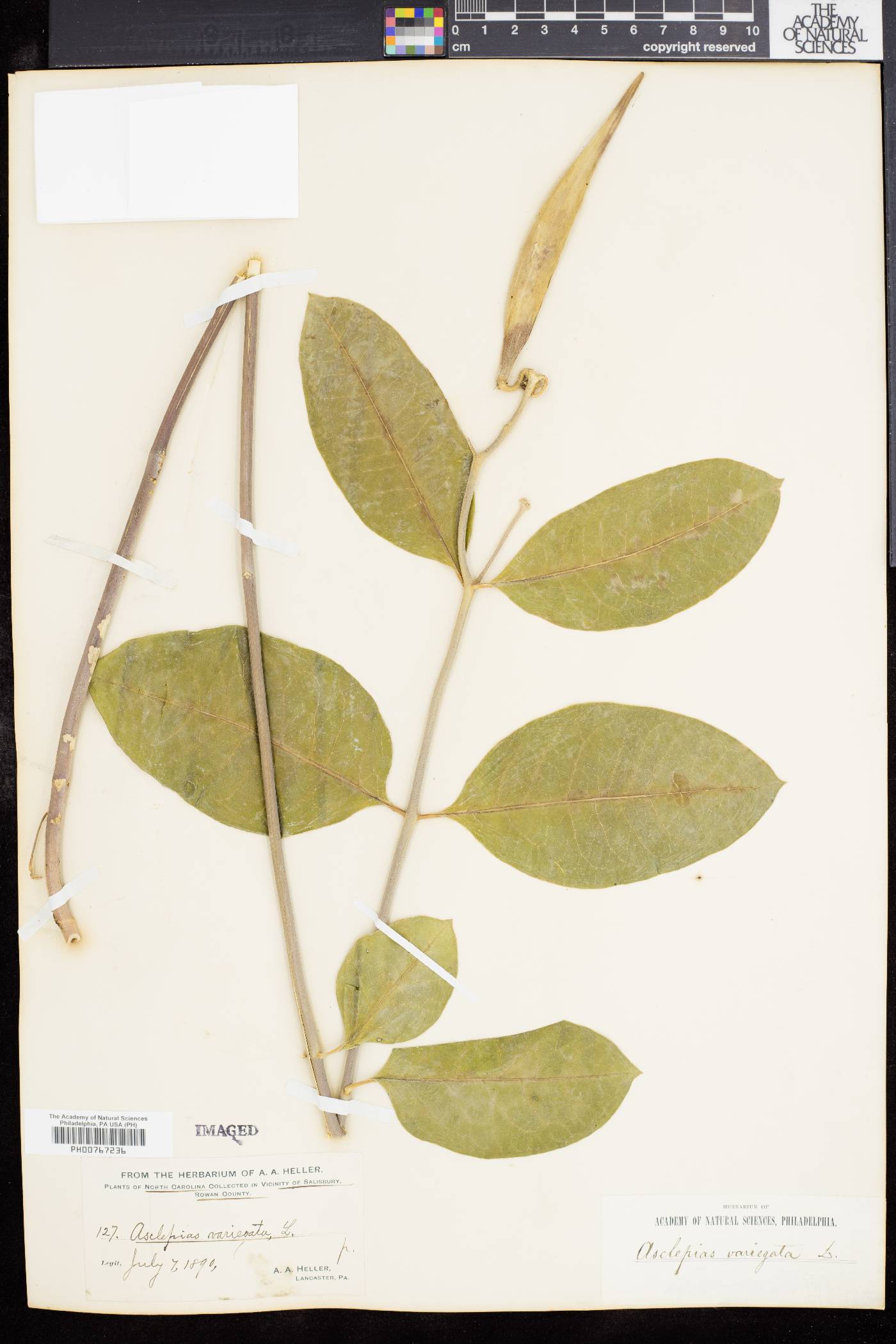 Asclepias variegata image