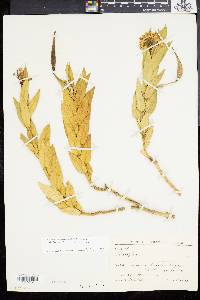 Image of Asclepias barjoniifolia