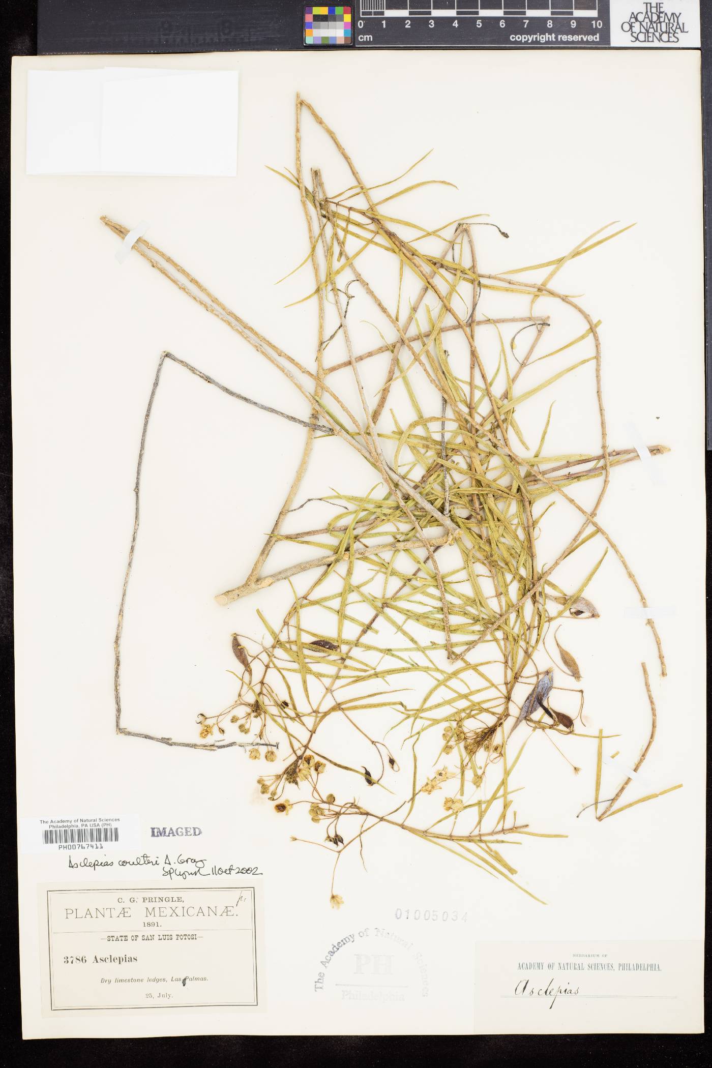 Asclepias coulteri image