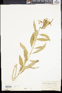 Asclepias perennis image