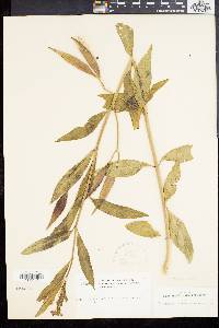 Asclepias curassavica image