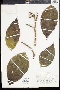 Aspidosperma tomentosum image