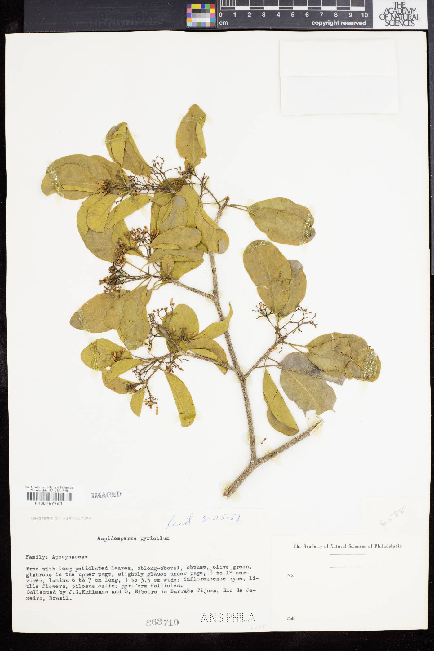 Aspidosperma pyricollum image