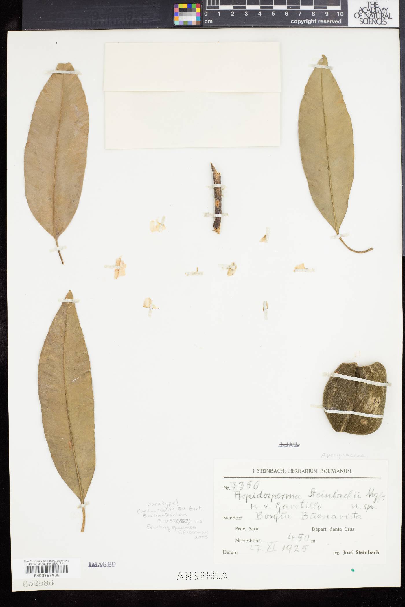 Aspidosperma spruceanum image