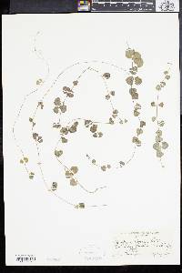 Ceropegia woodii image