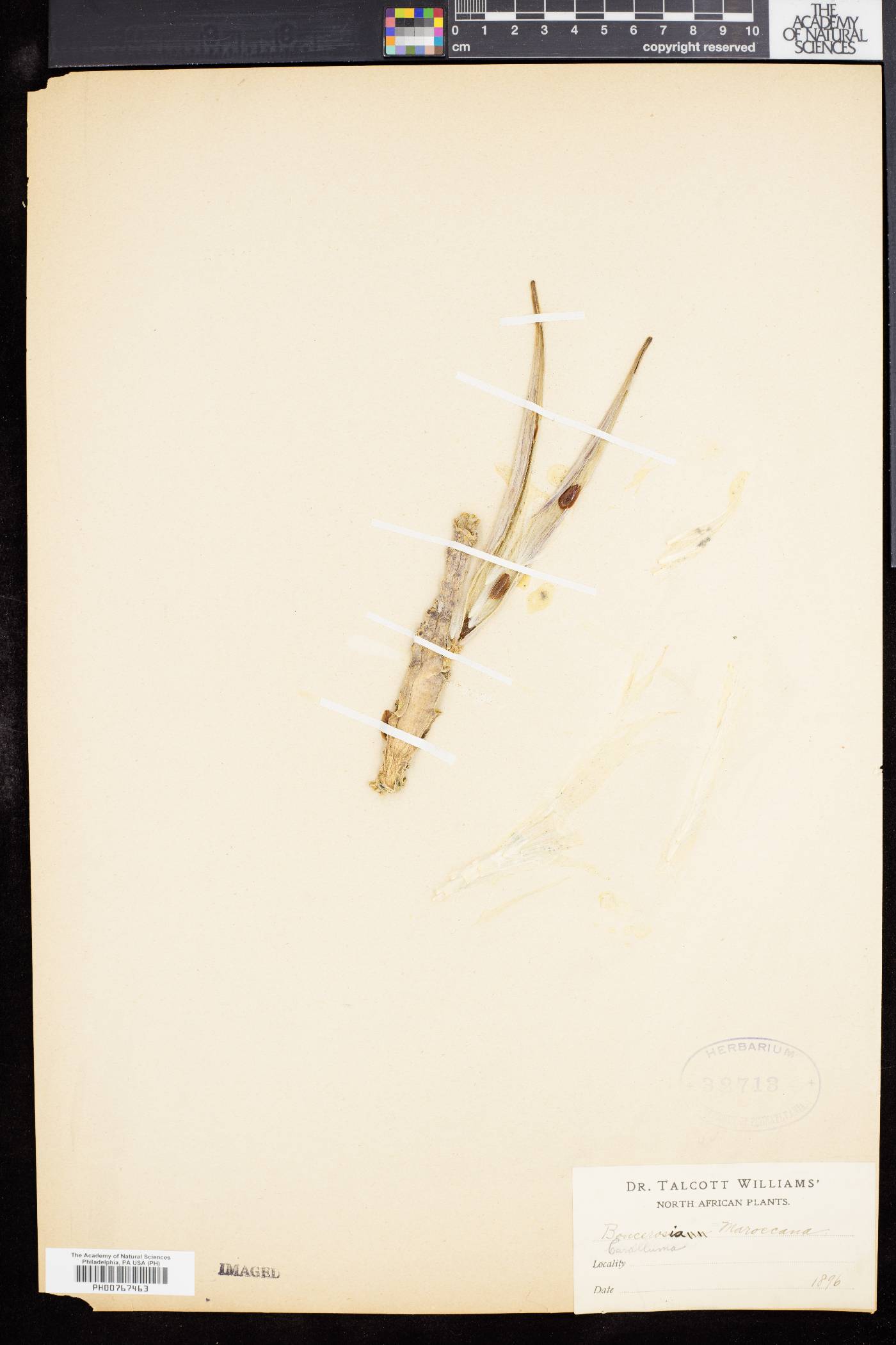 Ceropegia europaea image