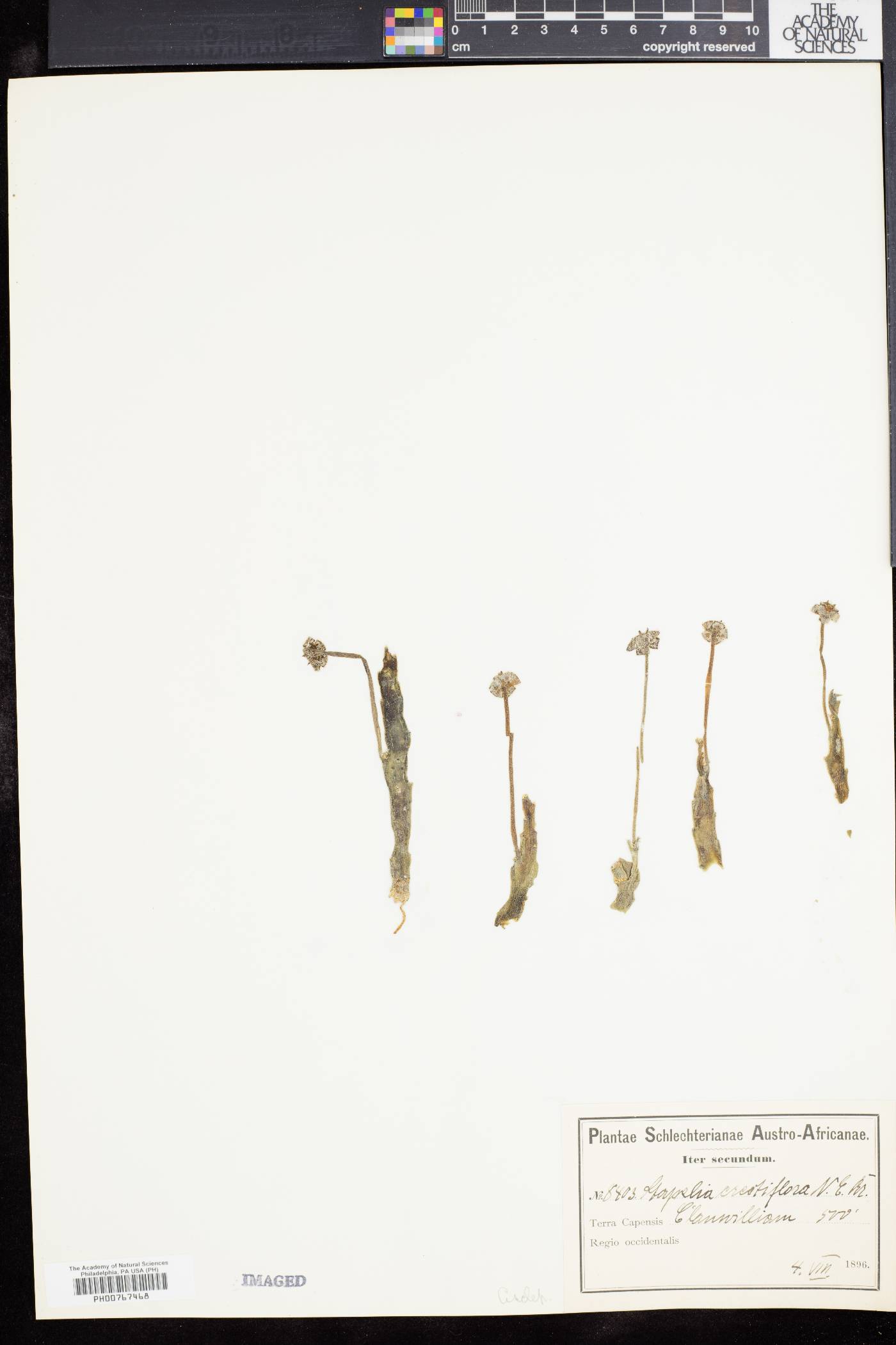 Ceropegia erectiflora image