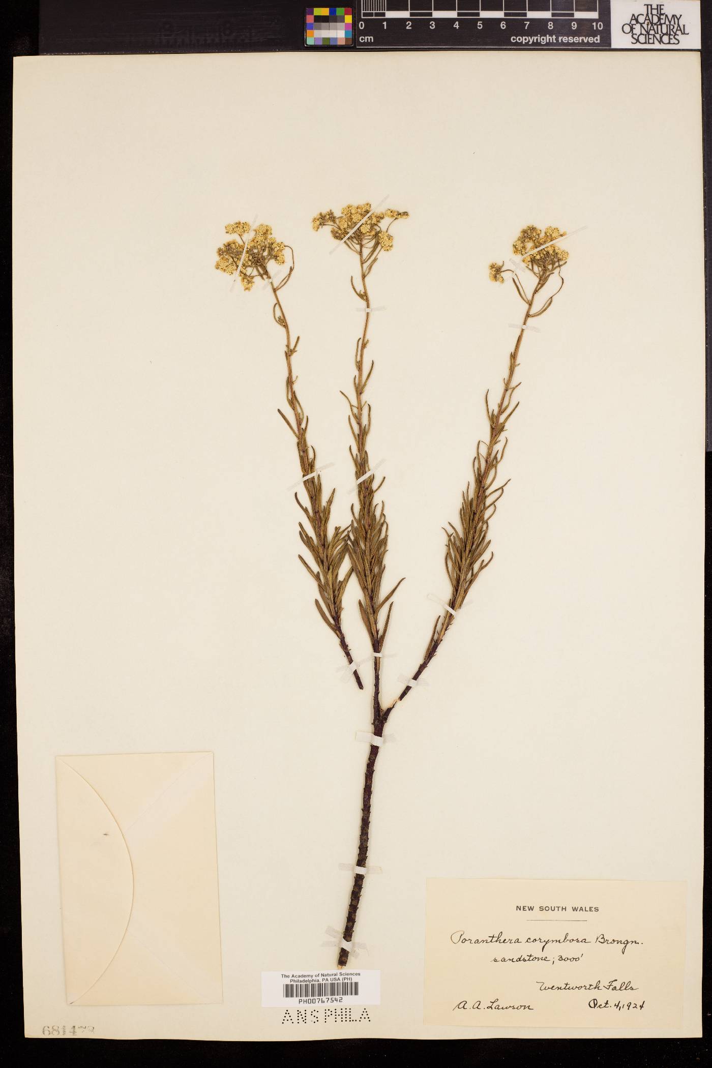 Poranthera corymbosa image