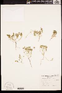 Poranthera microphylla image