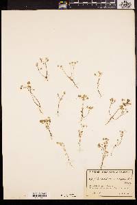 Poranthera microphylla image