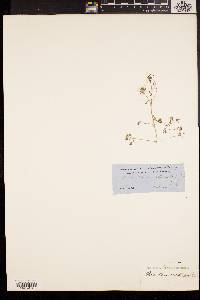 Poranthera microphylla image