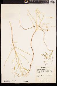 Reverchonia arenaria image