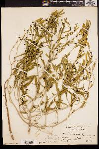 Reverchonia arenaria image