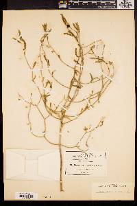 Reverchonia arenaria image