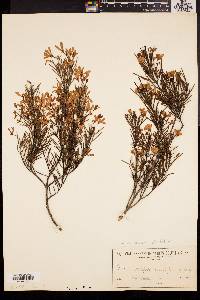 Ricinocarpos pinifolius image