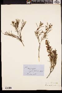 Ricinocarpos pinifolius image