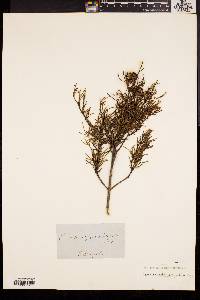 Ricinocarpos pinifolius image