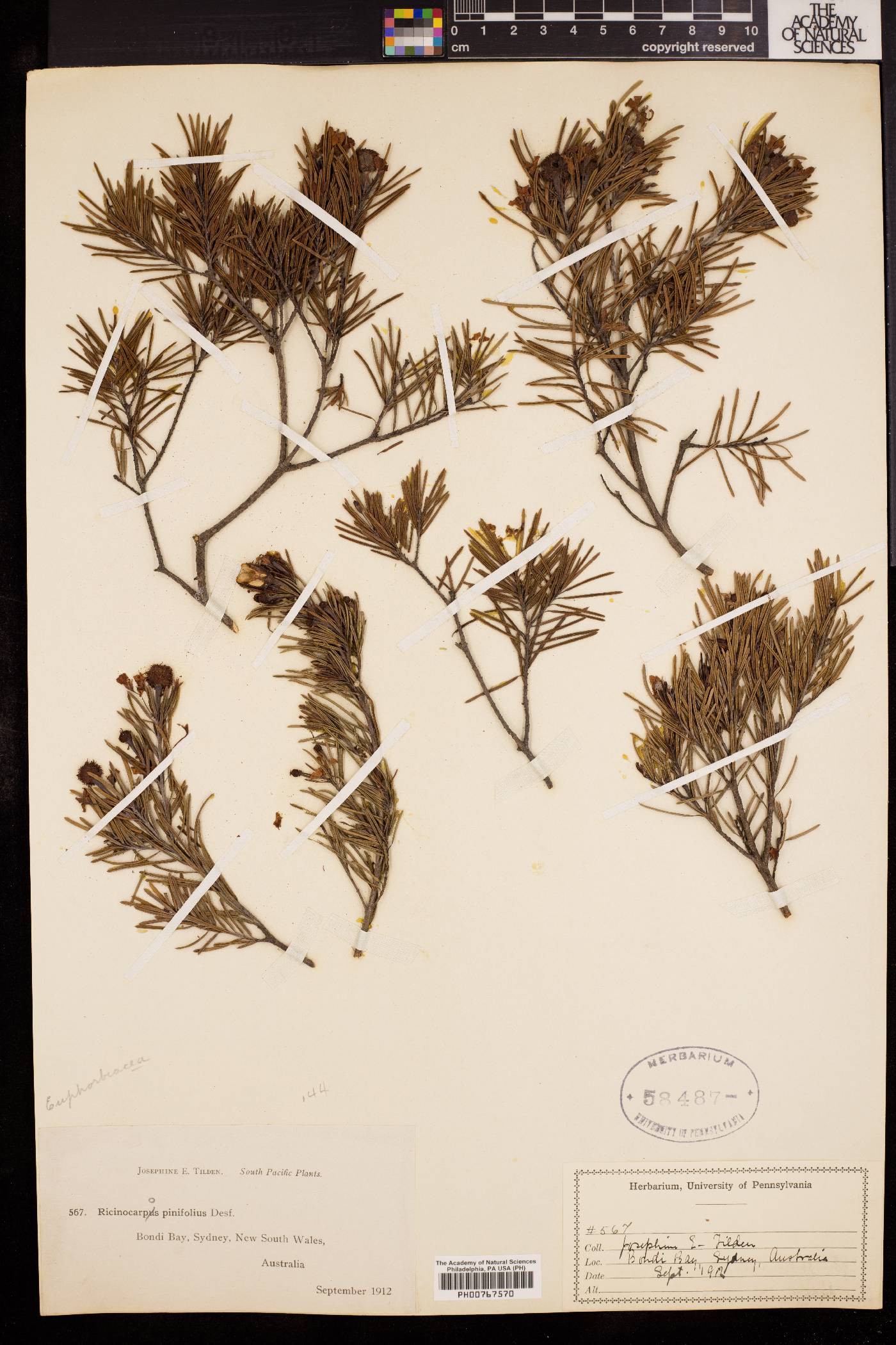 Ricinocarpos pinifolius image