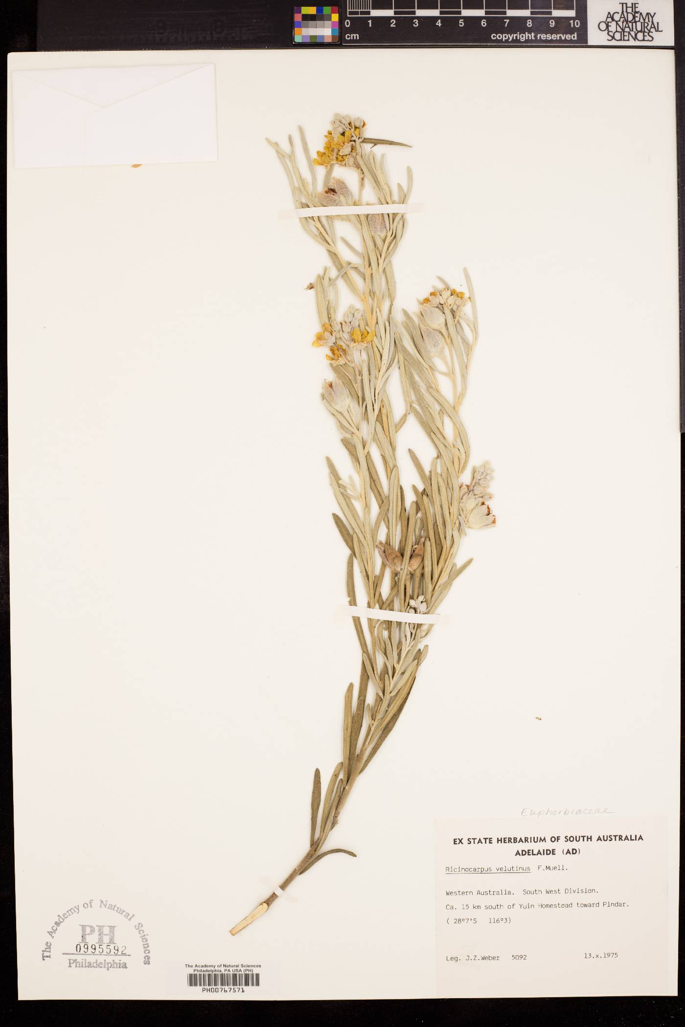Ricinocarpos velutinus image