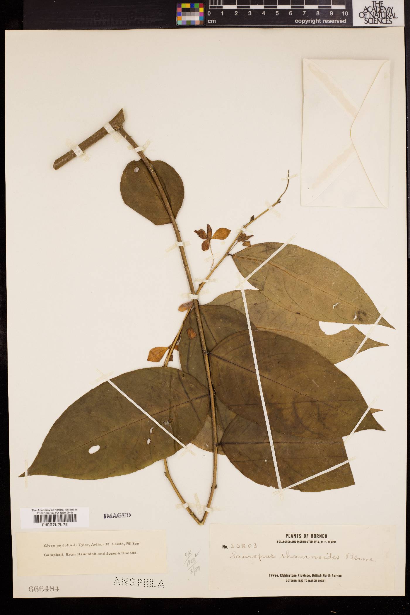 Breynia lanceolata image