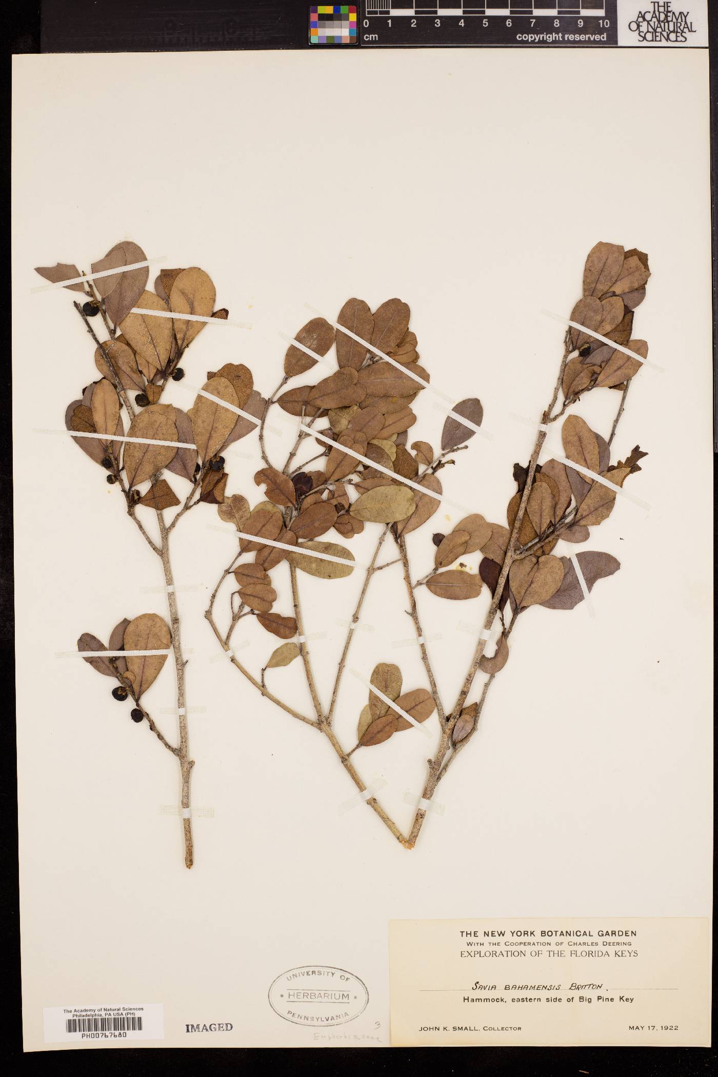 Savia bahamensis image