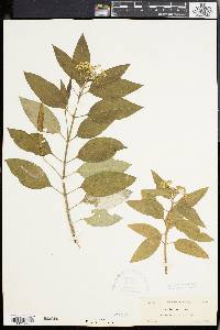Asclepias nivea image