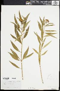 Asclepias nivea image
