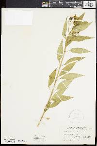 Asclepias nivea image