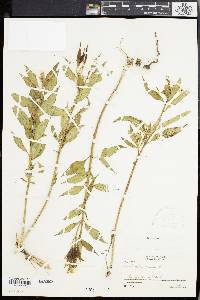 Asclepias nivea image