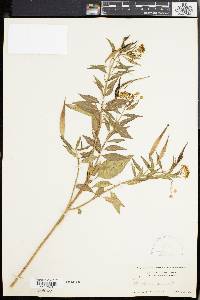 Asclepias nivea image