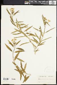 Asclepias nivea image