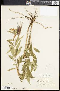 Asclepias nivea image