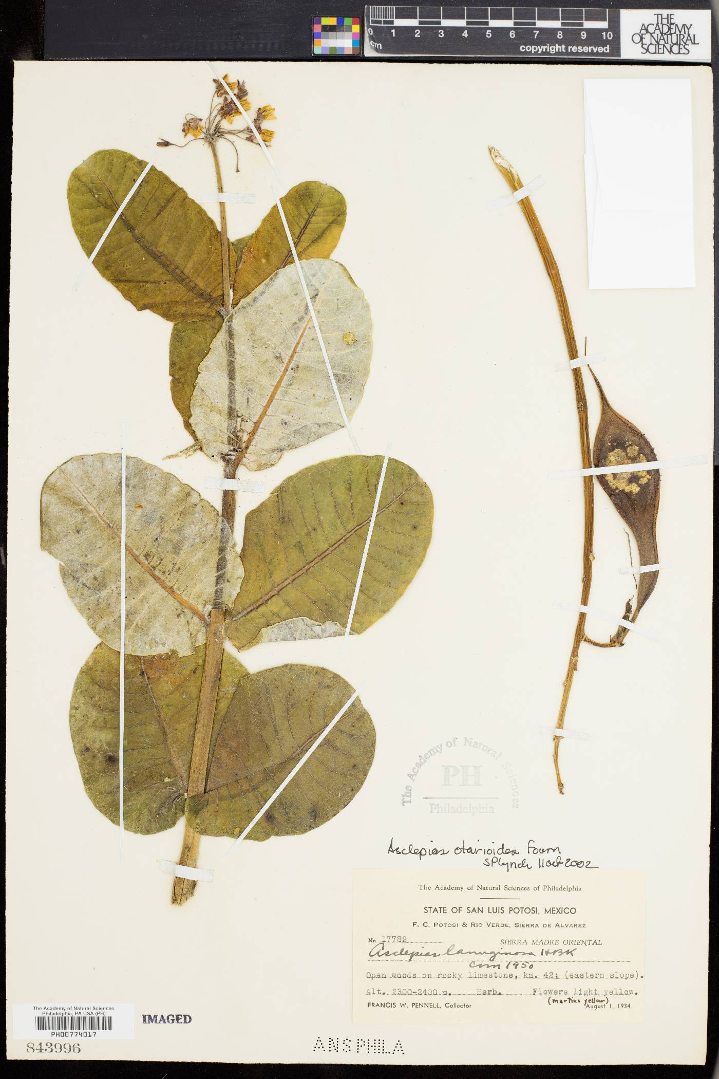 Asclepias otarioides image