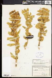 Image of Gomphocarpus cancellatus