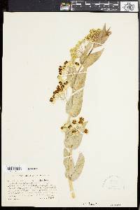 Gomphocarpus glaucophyllus image