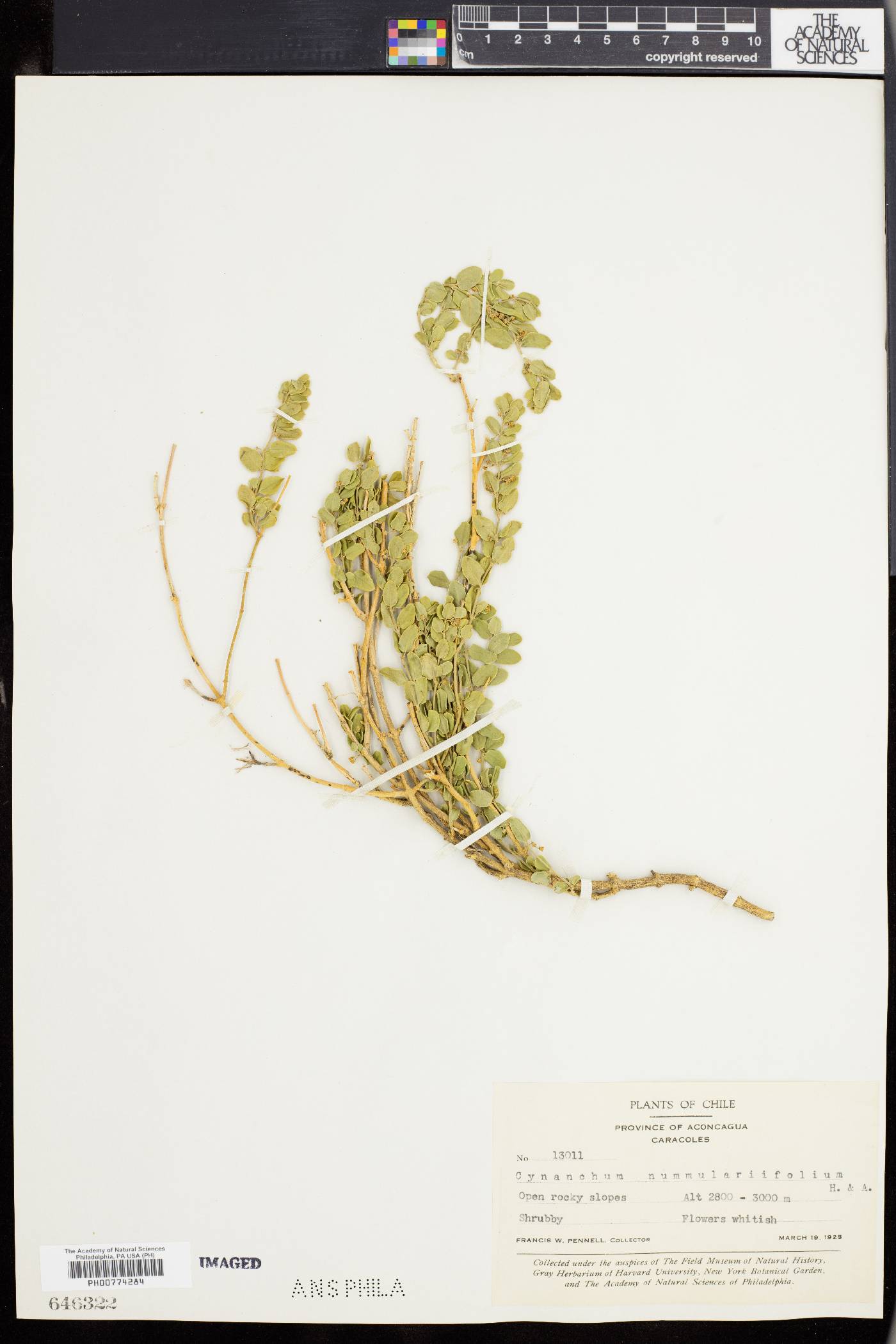 Diplolepis nummulariifolia image