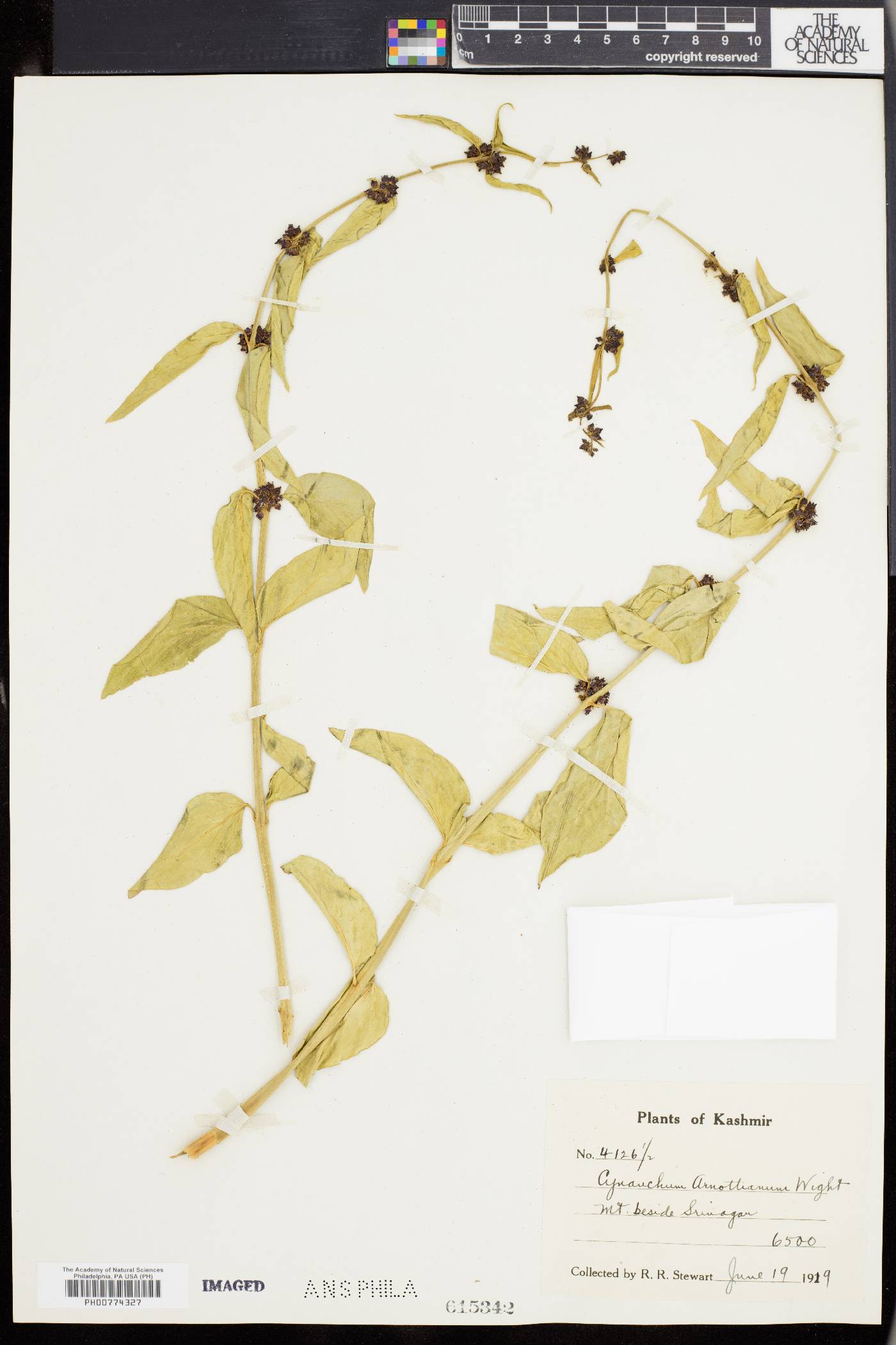 Vincetoxicum arnottianum image