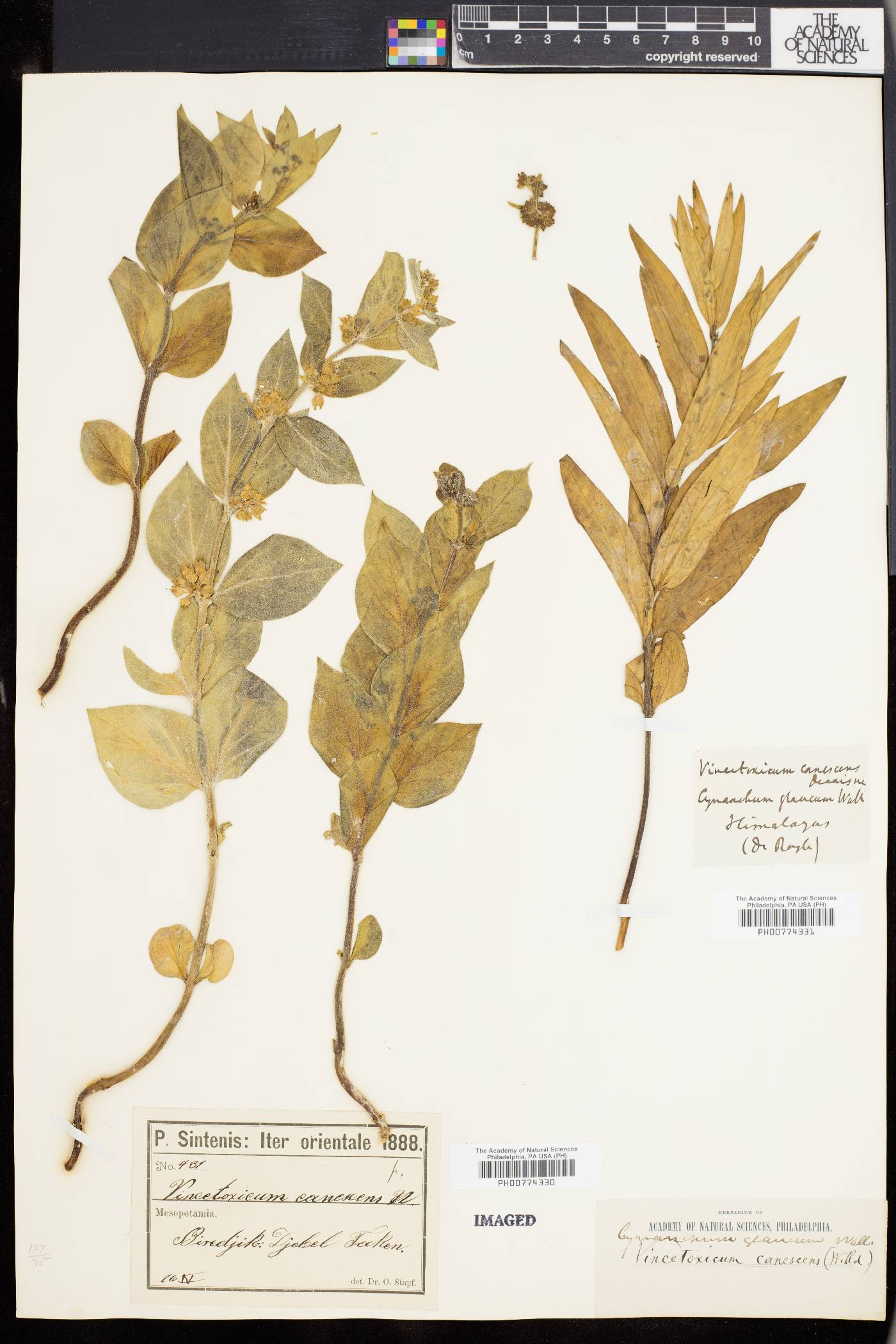 Vincetoxicum canescens subsp. canescens image