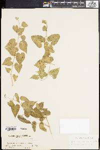 Image of Cynanchum chinense