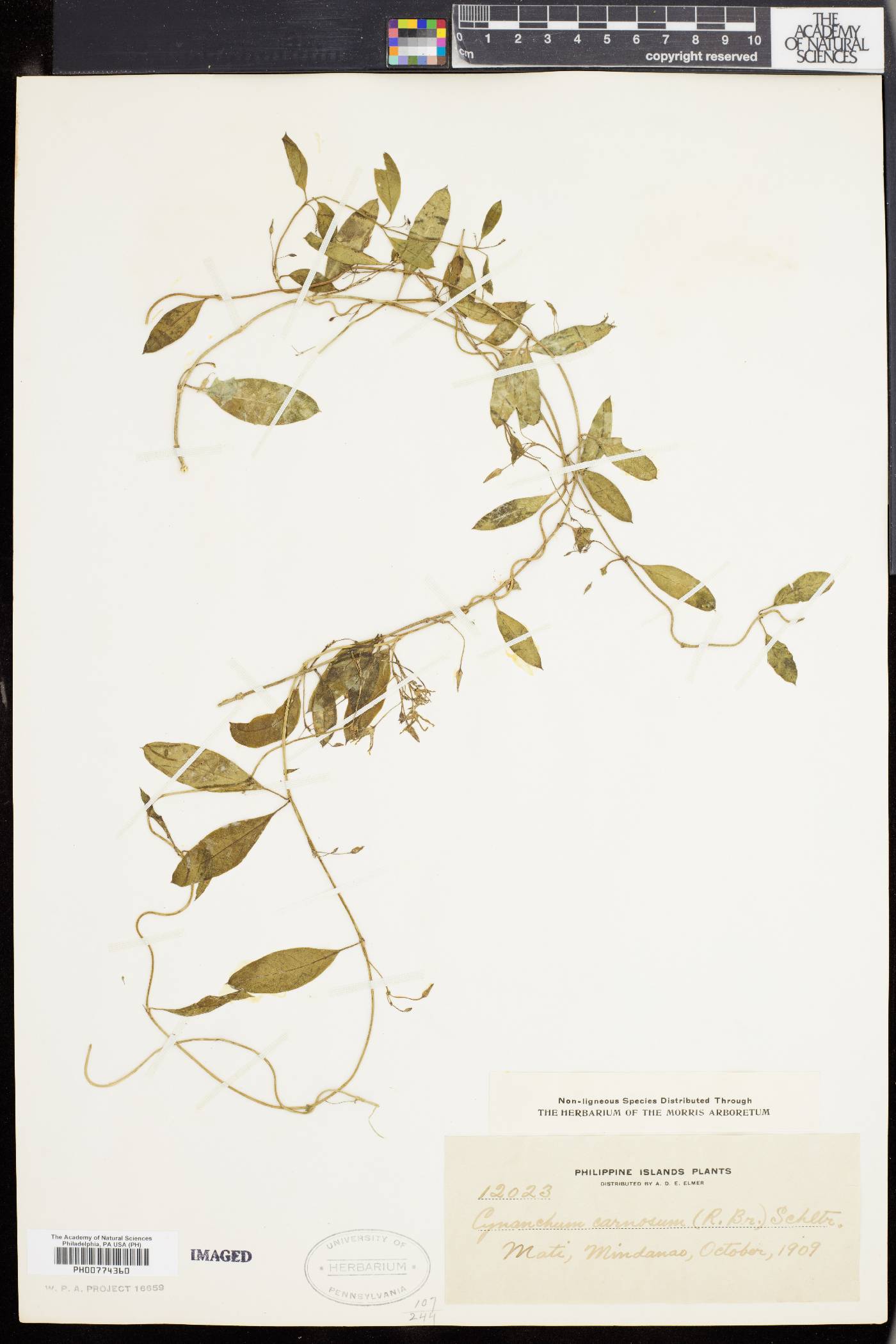 Cynanchum carnosum image