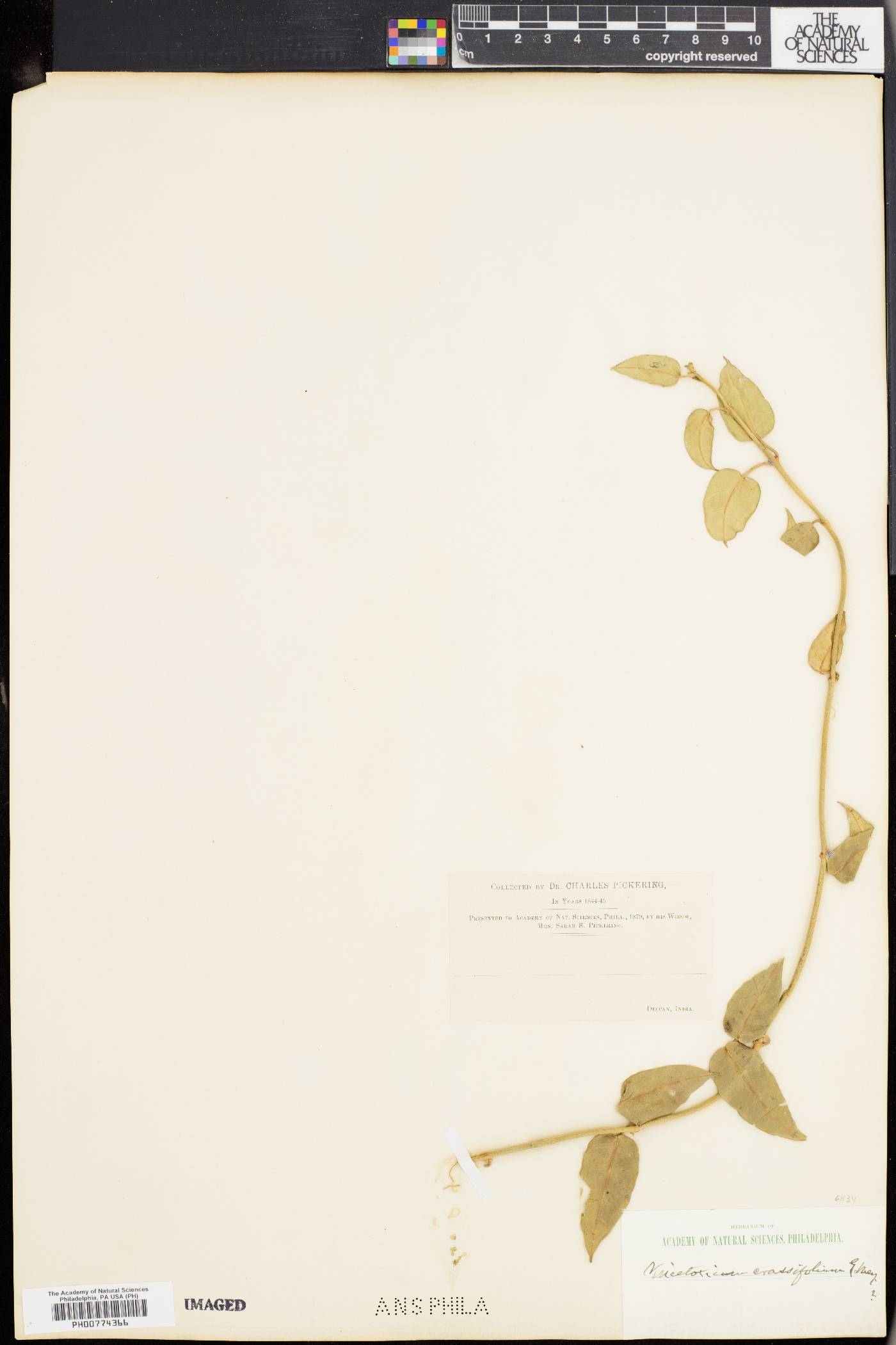 Vincetoxicum crassifolium image