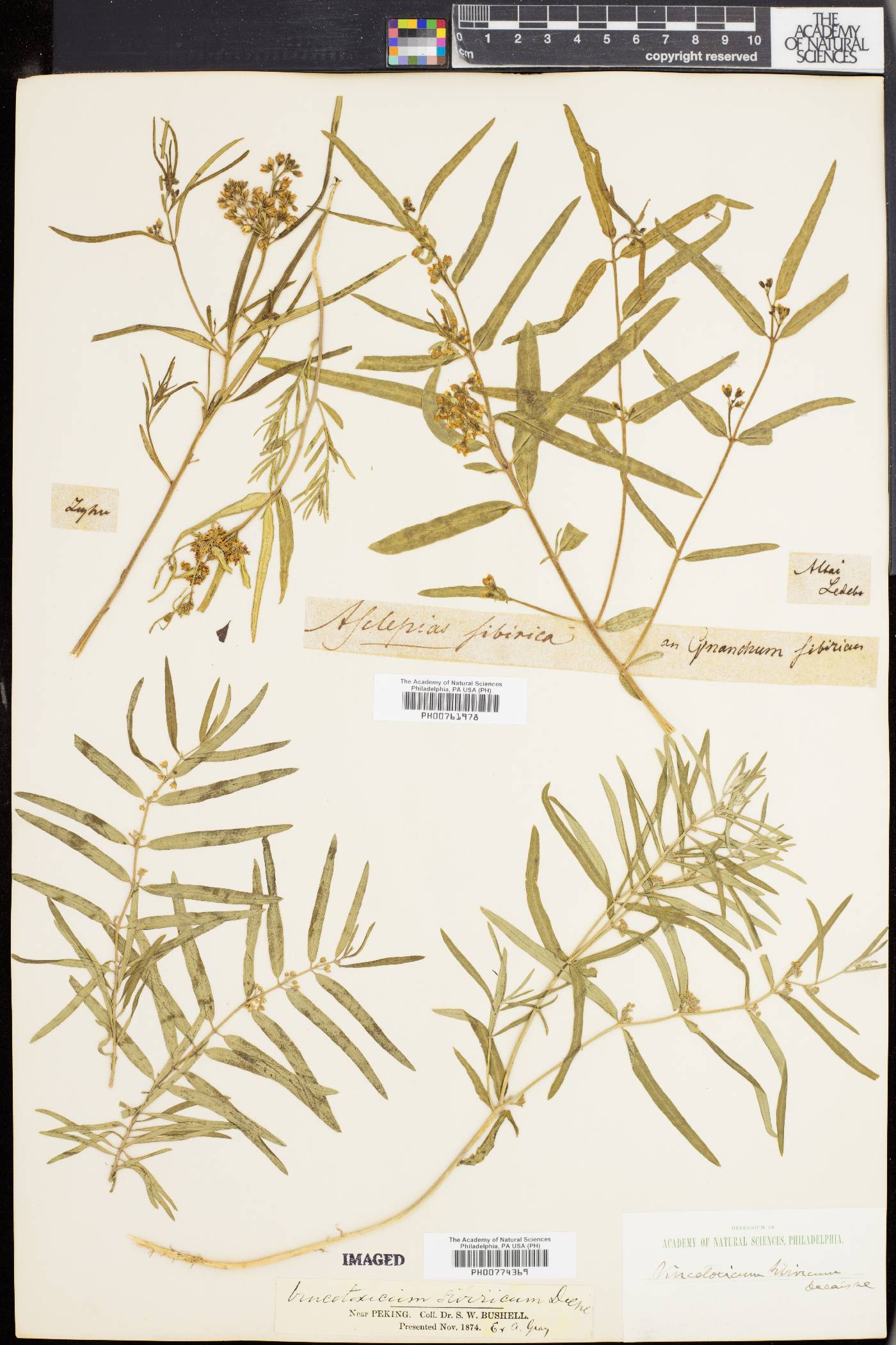 Cynanchum sibiricum image