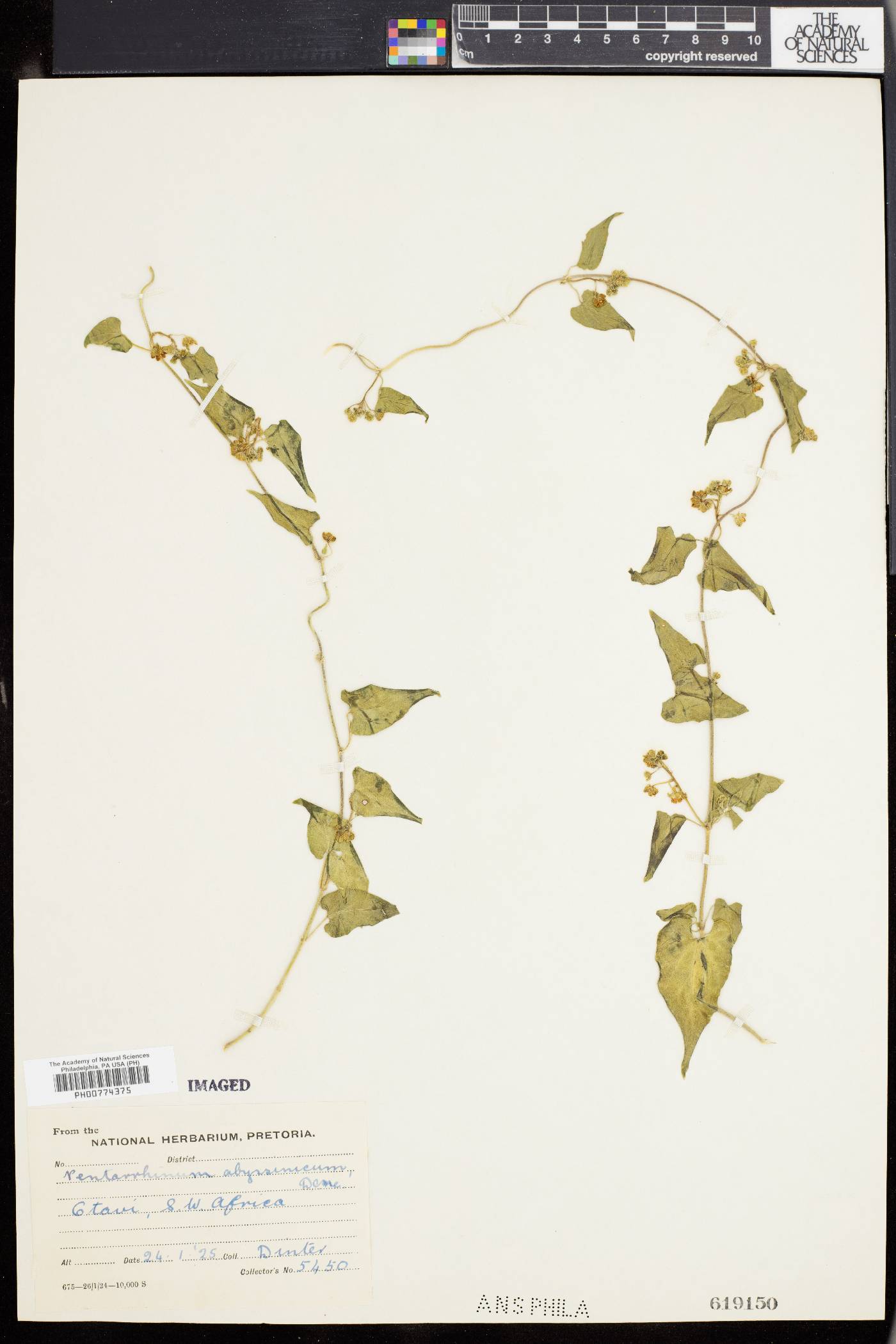 Pentarrhinum abyssinicum image
