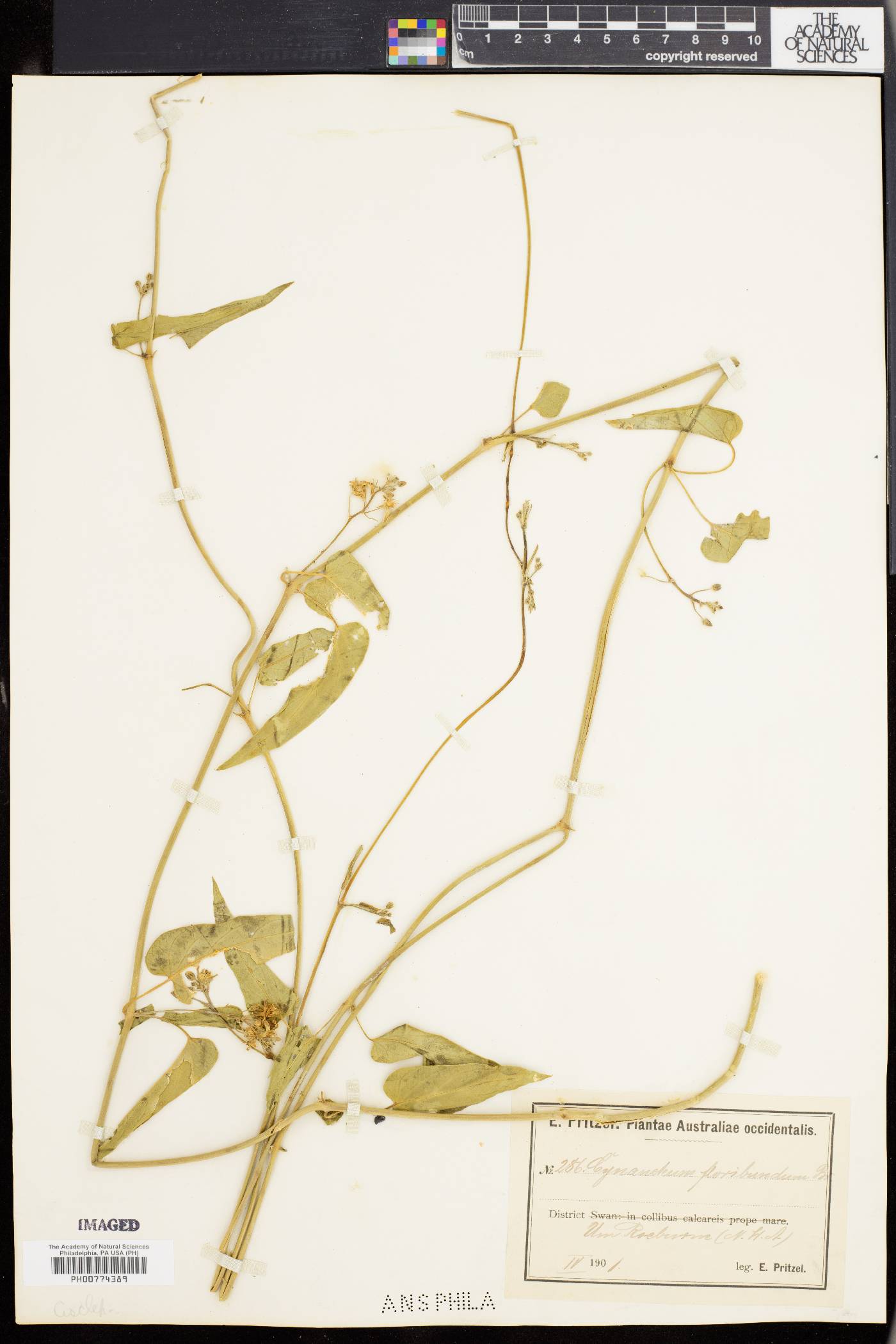 Cynanchum floribundum image