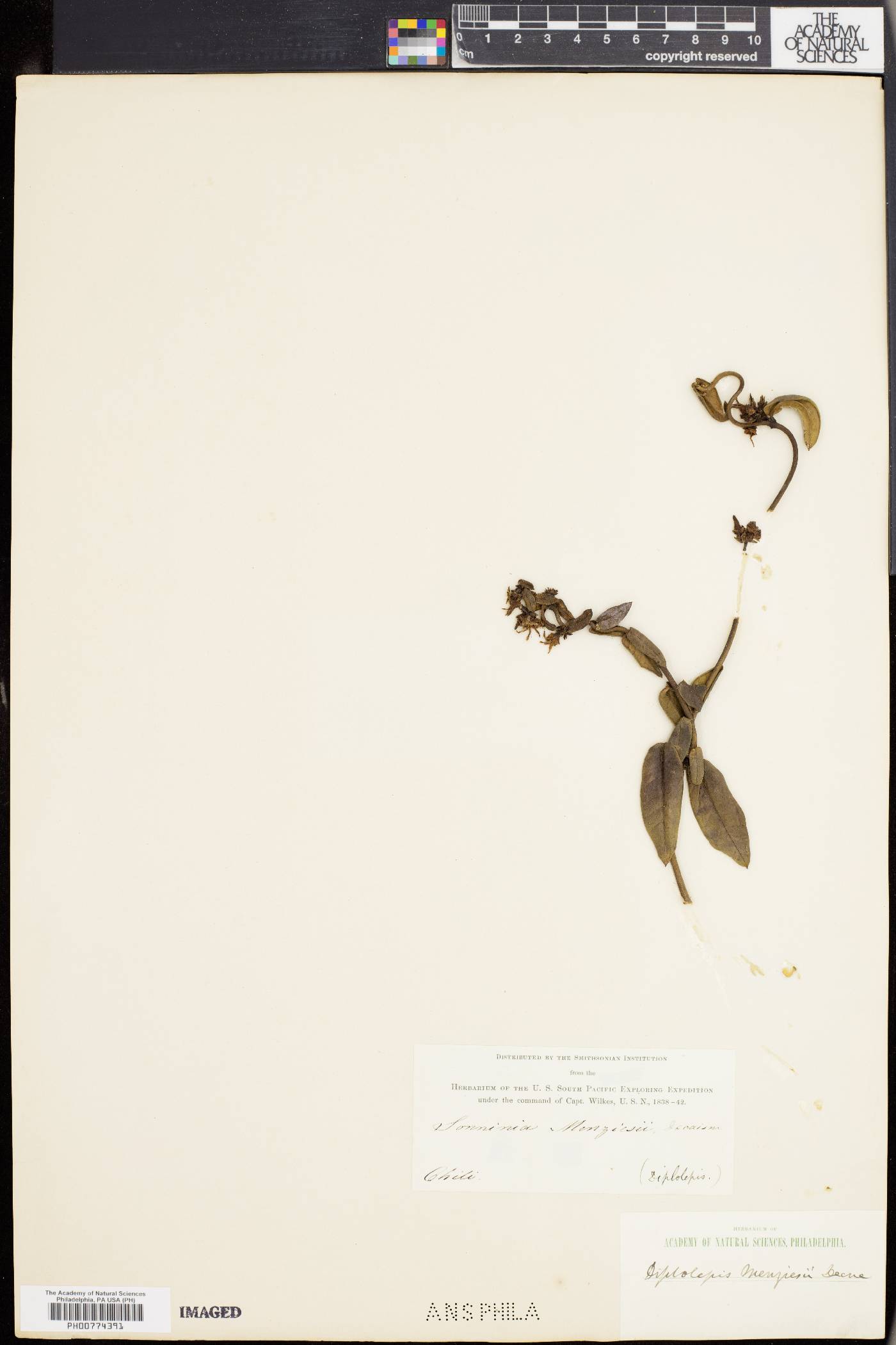 Diplolepis menziesii image