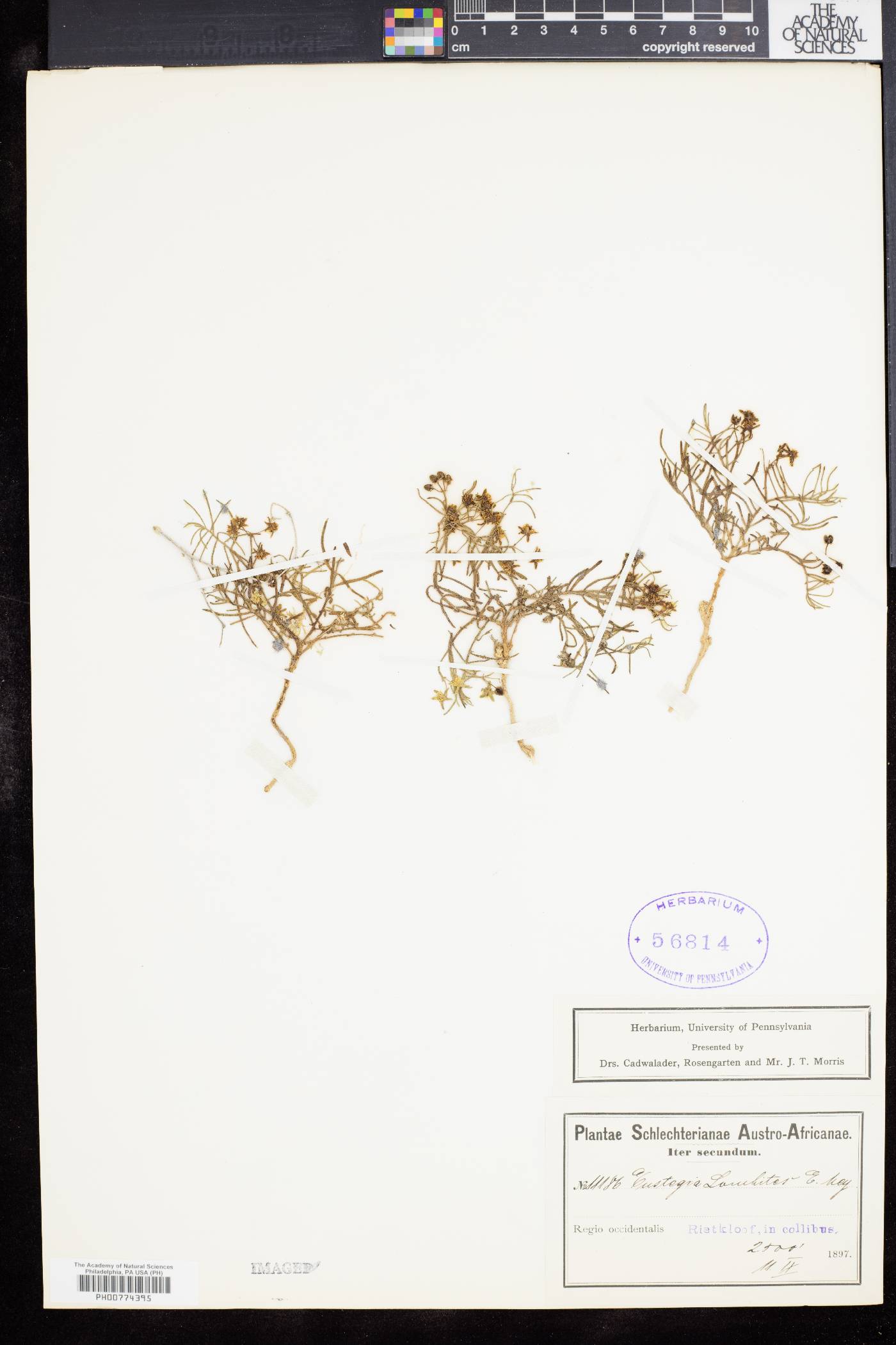 Eustegia filiformis image