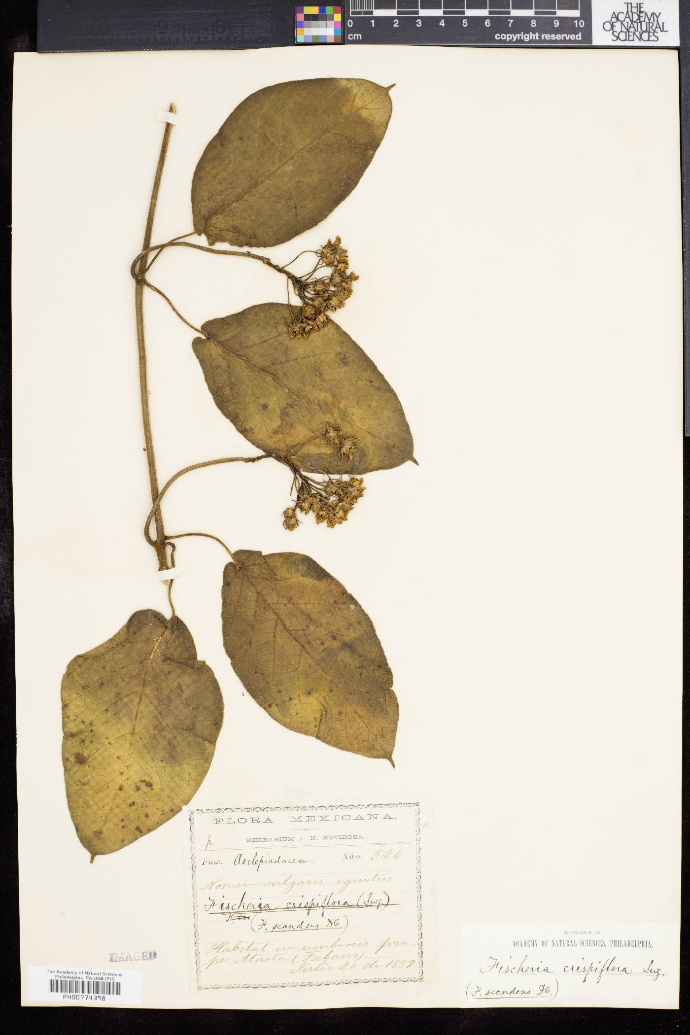Fischeria crispiflora image
